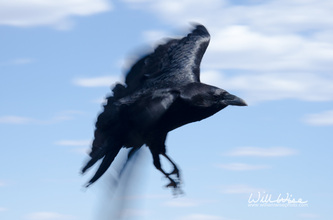 Grand Canyon Raven