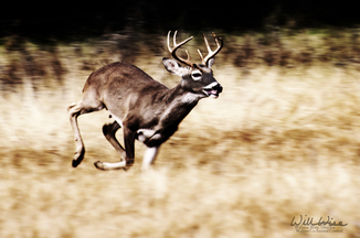 Texas Hill Country White-tailed Deer trophy buck Picture