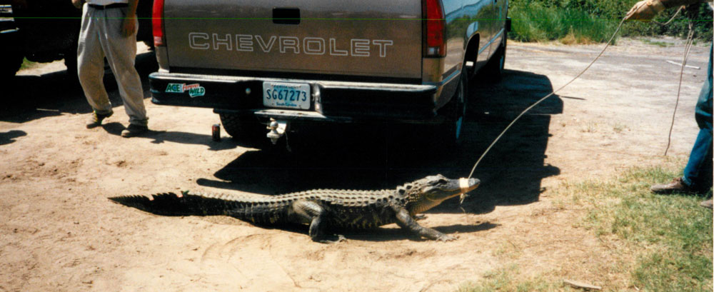 alligator tagging Picture