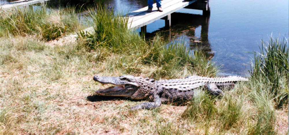 alligator tagging Picture