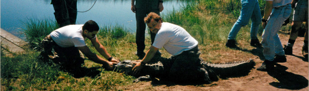 Alligator capture Picture