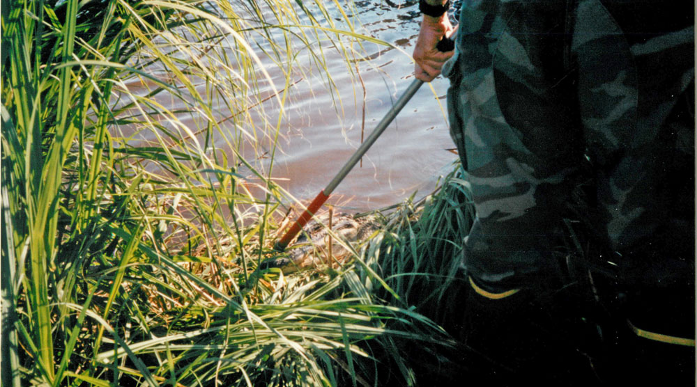 alligator capture Picture