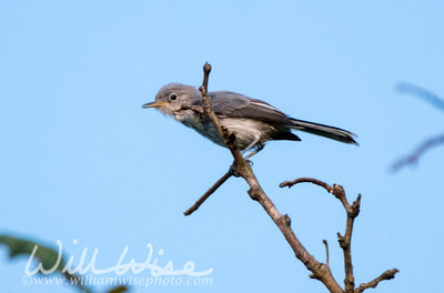 Blue-gray Gnatcatcher. 