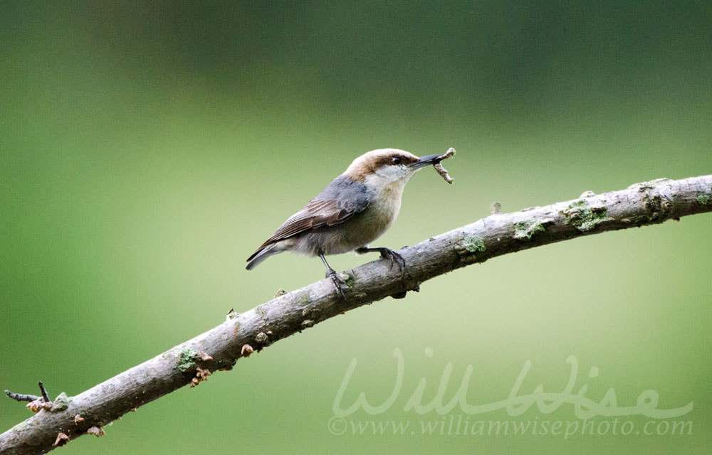 Brown-headed Nuthatch, Georgia, USA Picture