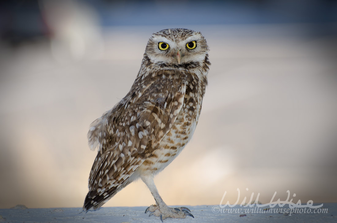 Burrowing Owl, Tucson Arizona Picture