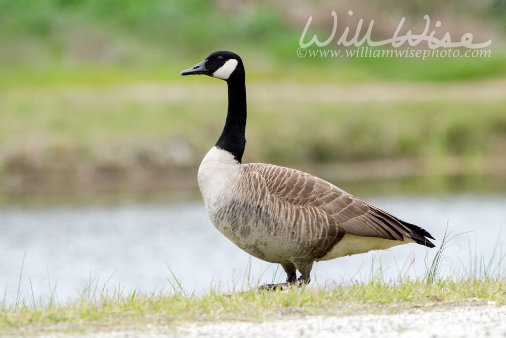 Canada Goose nest season, Walton County, GA Picture