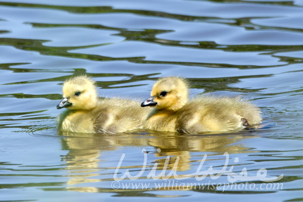 Canada Goose babies Picture