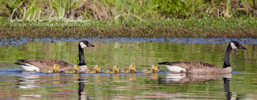 Canada Goose and hatchlings swimming in Georgia pond Picture