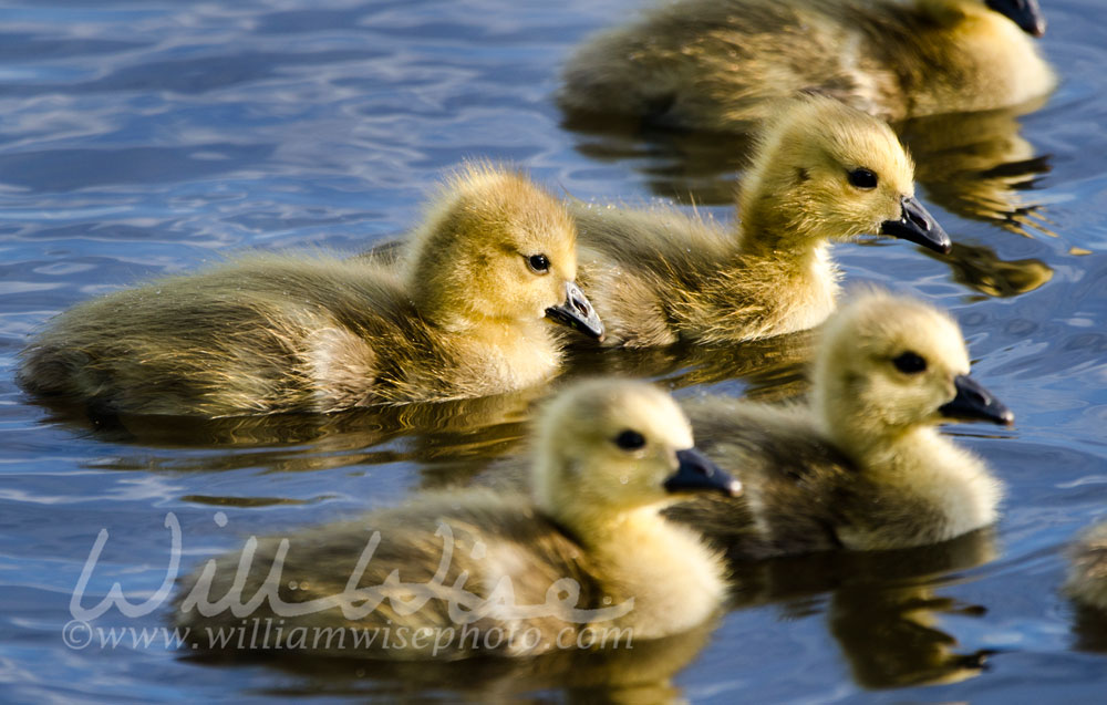 Canada Goose goslings swimming, Monroe Georgia USA Picture