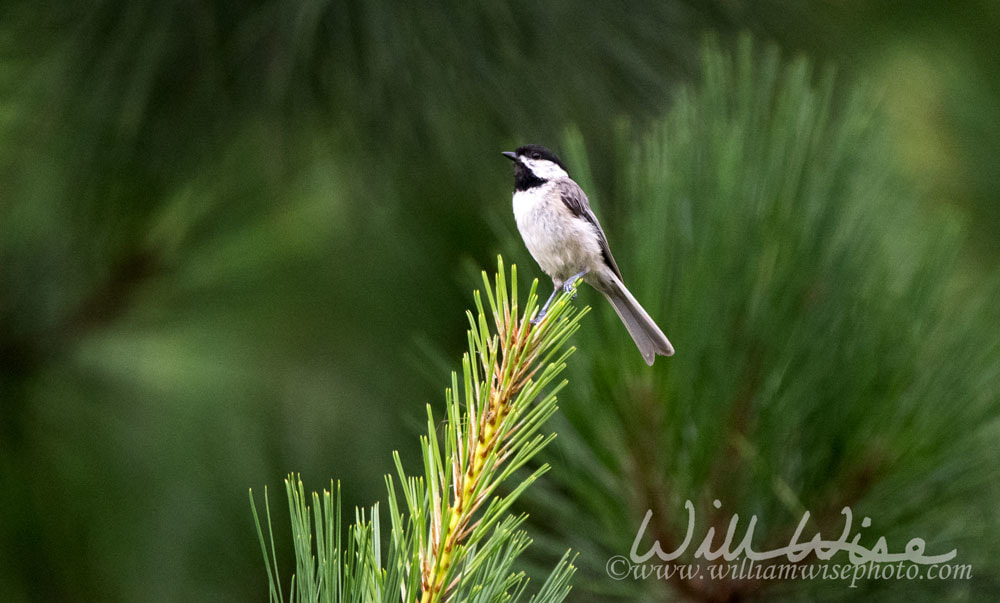 Carolina Chickadee