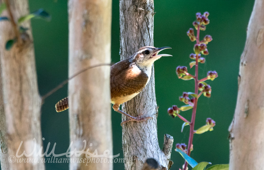 Carolina Wren brinding and nature photography blog