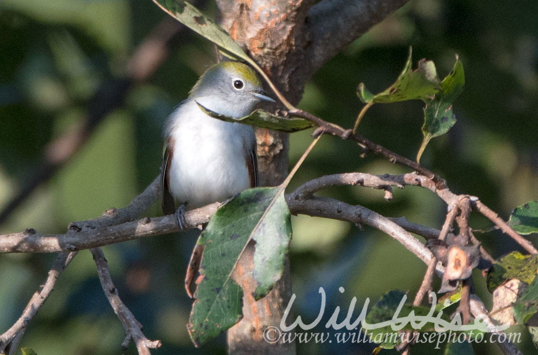 Chestnut Sided Warbler Picture