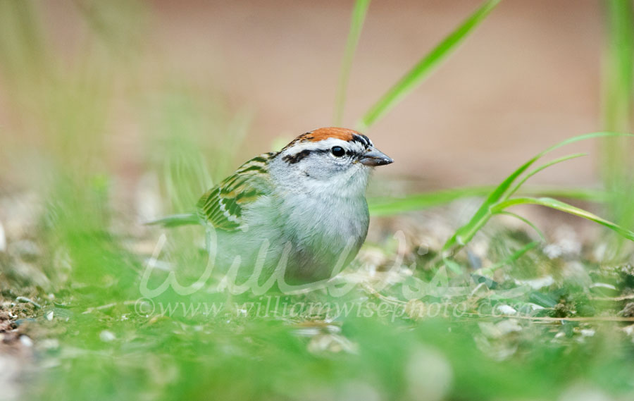 Chipping Sparrow Picture