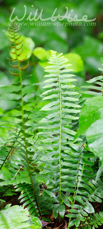 Christmas Fern fronds in Blue Ridge Mountains Picture