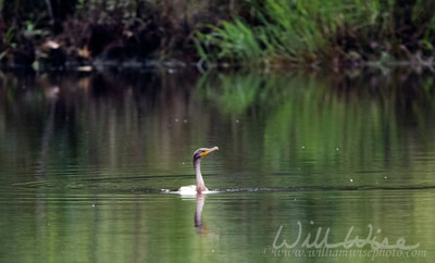 Double-Crested Cormorant