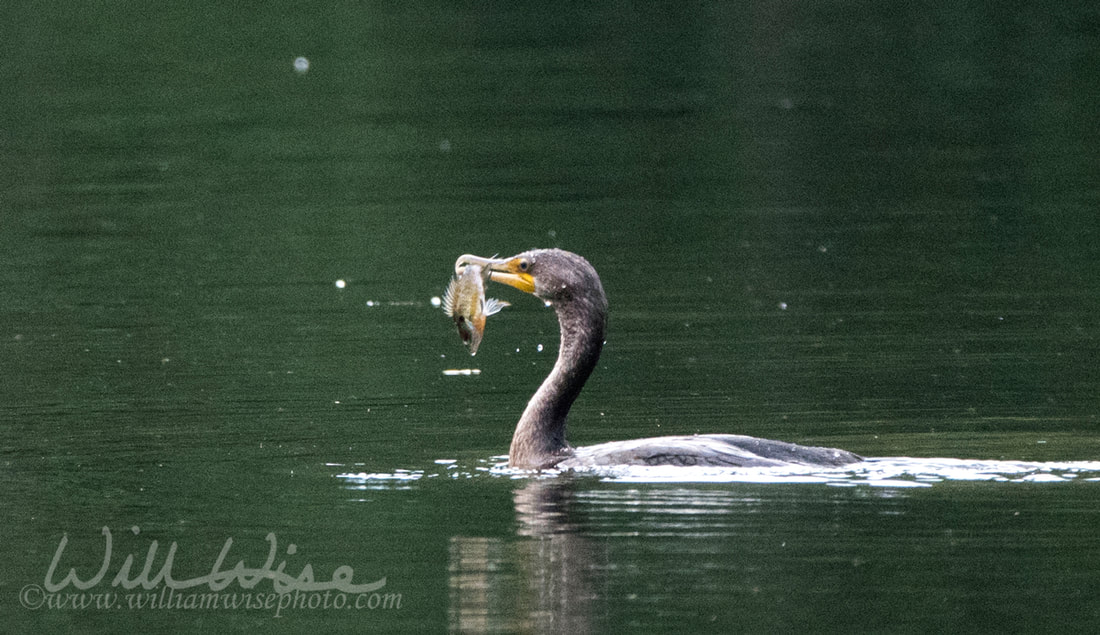 Double-Crested Cormorant