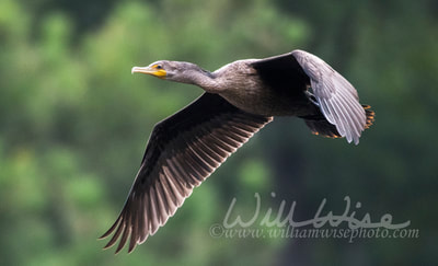 Double-Crested Cormorant