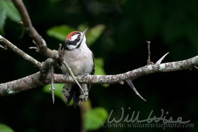 Downy Woodpecker