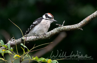 Downy Woodpecker