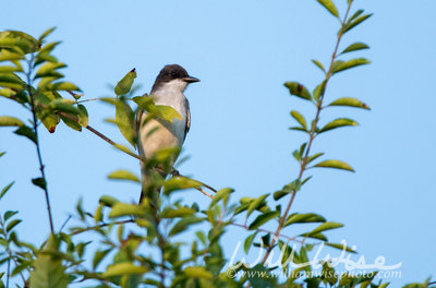 Eastern Kingbird