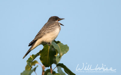 Eastern Kingbird