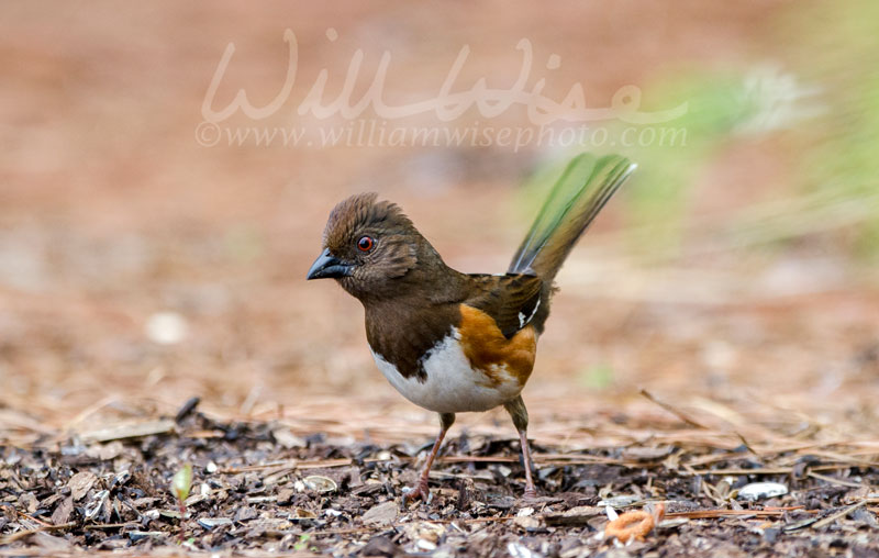 Female Eastern Towhee bird Picture