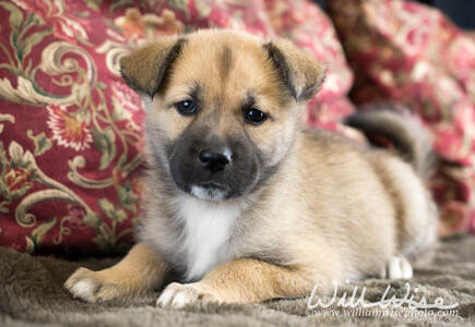 Australian Shepherd mix breed puppy Picture