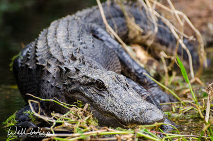 Okefenokee Swamp Bull Gator Picture