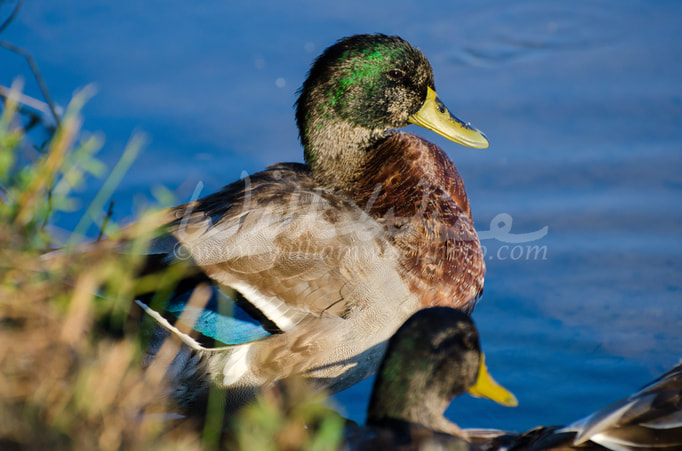 Mallard Drake in Eclipse Molt Picture