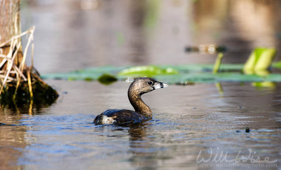 Pied-billed Grebe, Okefenokee Swamp National Wildlife Refuge Picture