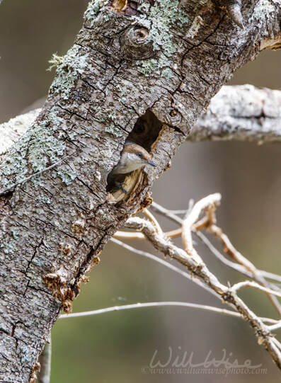 Brown Headed Nuthatch songbird Picture
