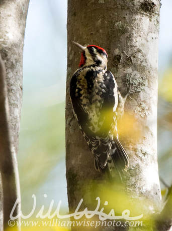Yellow Bellied Sapsucker Picture