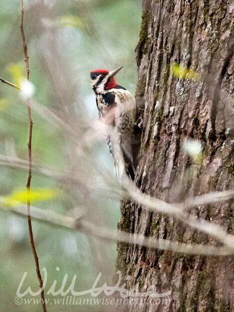 Yellow Bellied Sapsucker woodpecker Picture