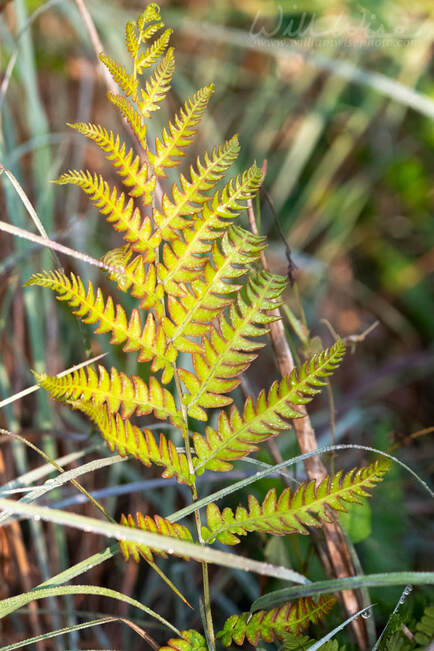 Bracken fern frond, Okefenokee Georgia USA Picture