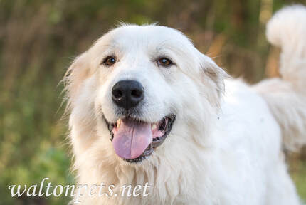 Great Pyrenees Picture