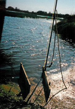 Alligator snare trap Picture