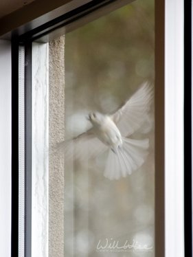 Tufted Titmouse Picture