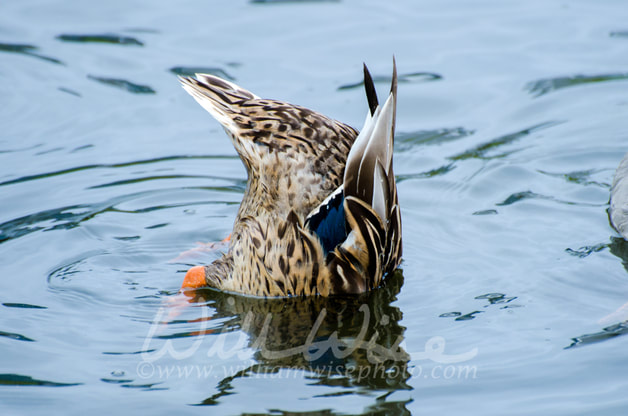 Dabbling Mallard Picture