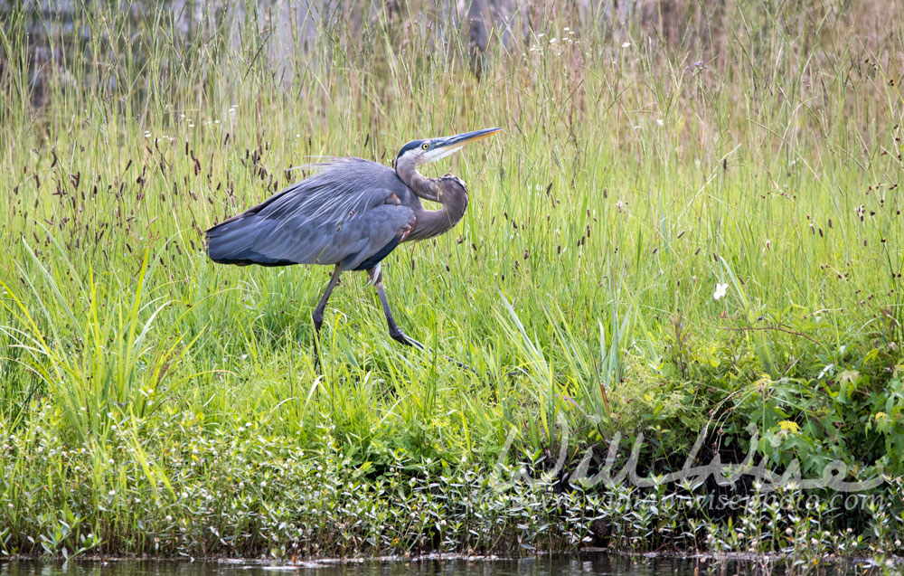 Great Blue Heron
