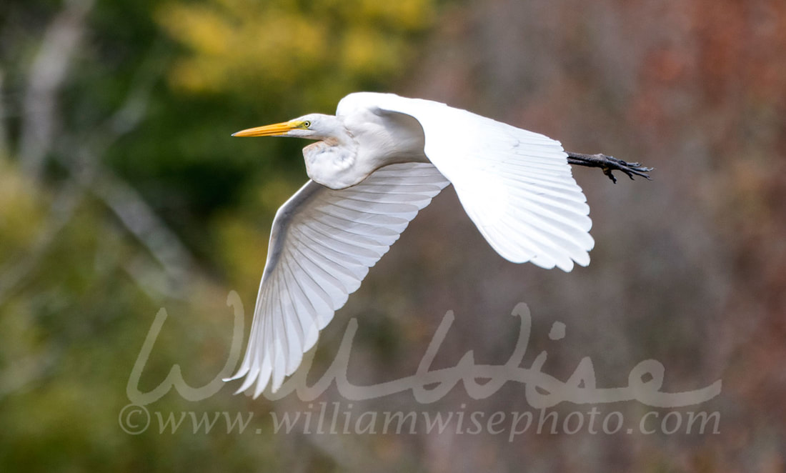 Great Egret heron bird