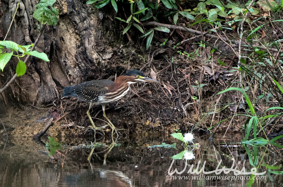 Green Heron bird