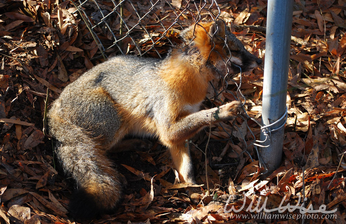 Gray Fox Picture