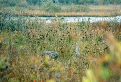 Okefenokee Swamp park