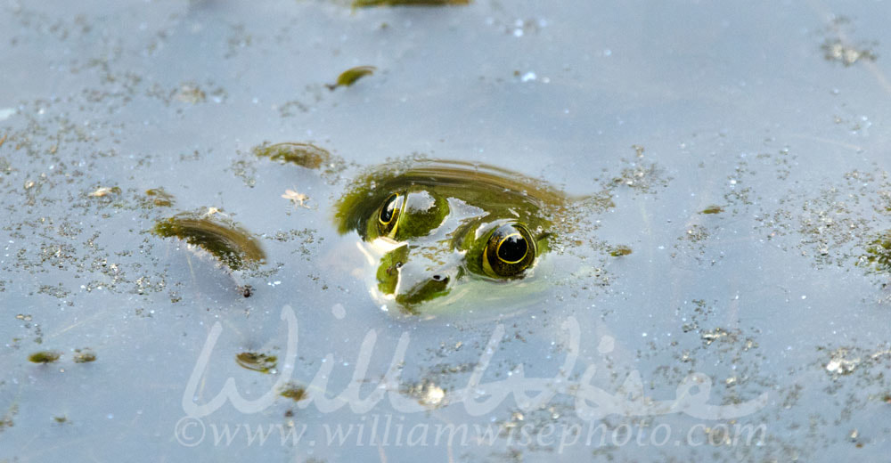 Leopard Frog submerged in water eyeballs showing Picture