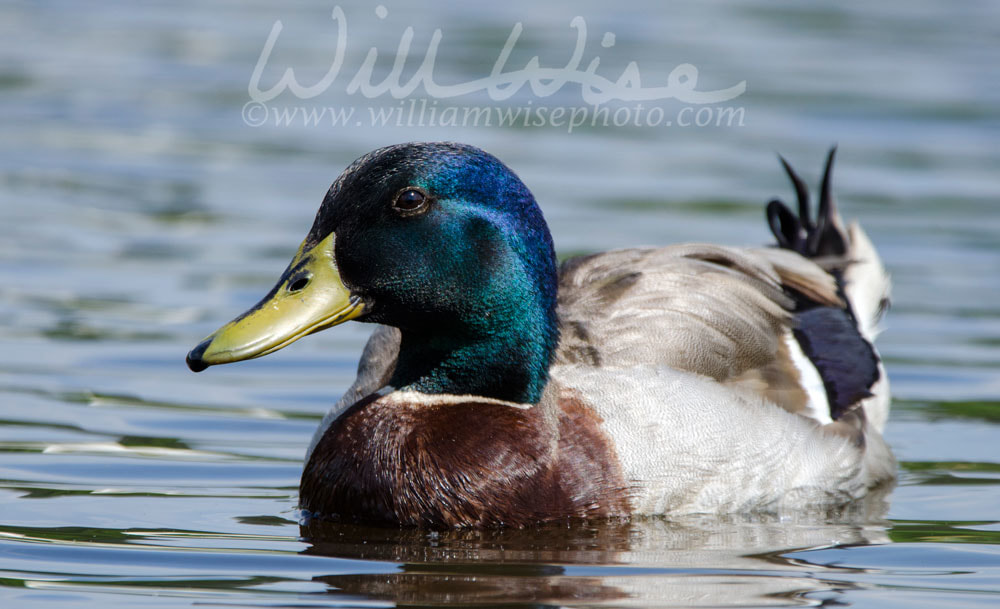 Mallard Duck drake, Georgia, USA Picture