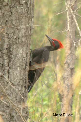 Melanistic Pileated Woodpecker in the Okefenokee Swamp Picture