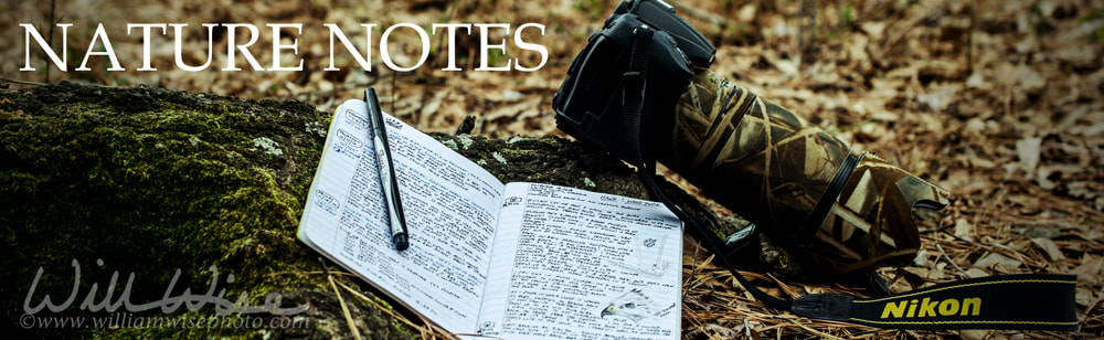 Wildlife Photography Journal Picture