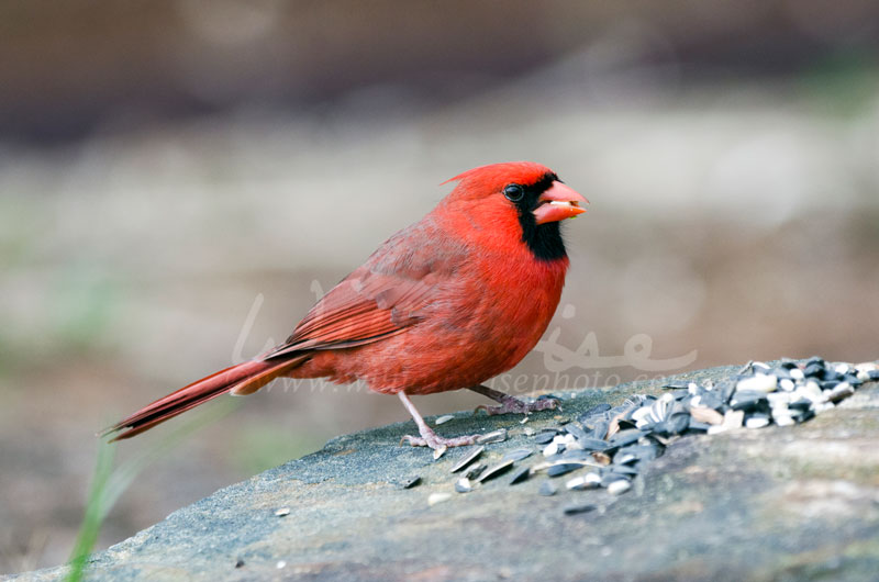 Northern Cardinal Picture