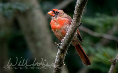 Northern Cardinal