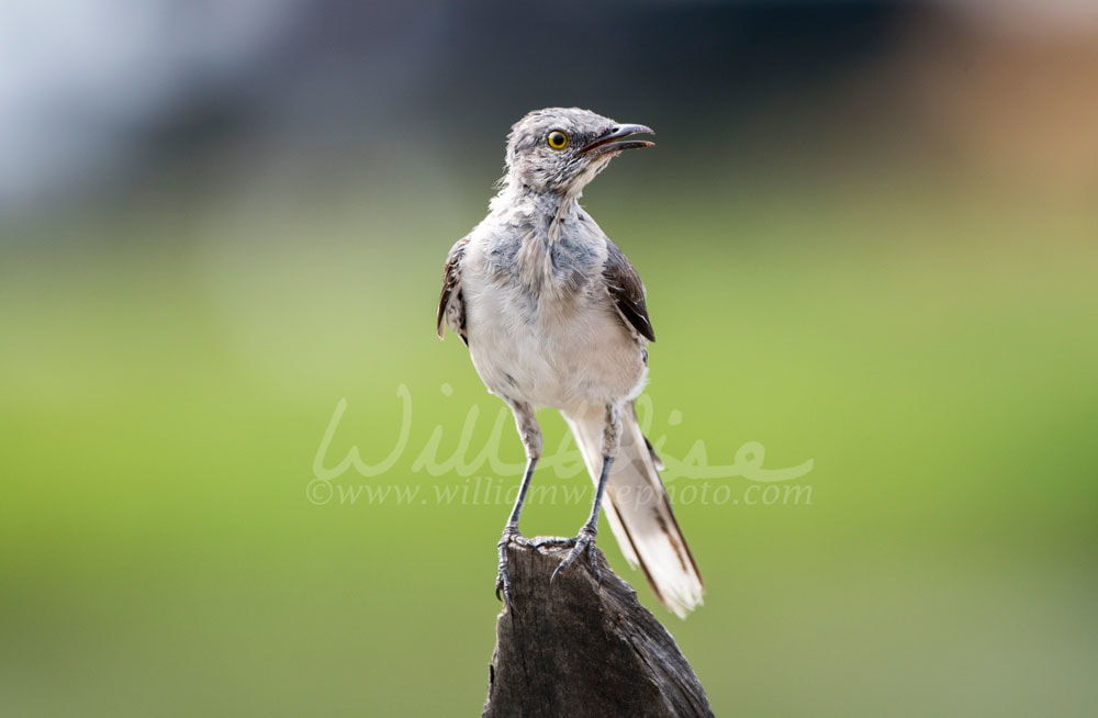 Scruffy plumage juvenile molting young Northern Mockingbird Mimus polyglottos perched on a fence post in Monroe, Walton County, GA. Mockingbirds are located all throughout the United States and Mexico and parts of Canada.